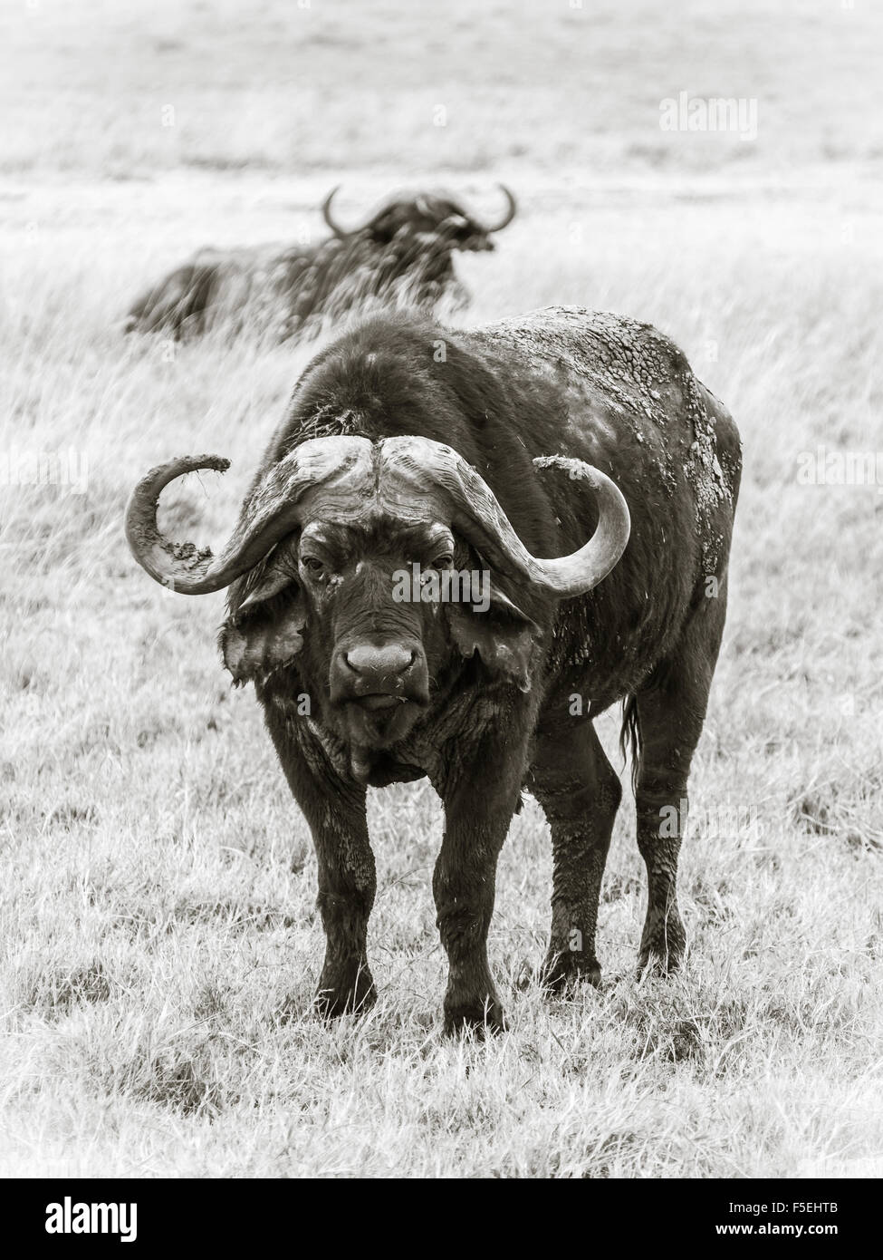 African buffalo (Syncerus caffer caffer) in Ngorongoro Crater in Tanzania, Africa. Sepia effect. Stock Photo