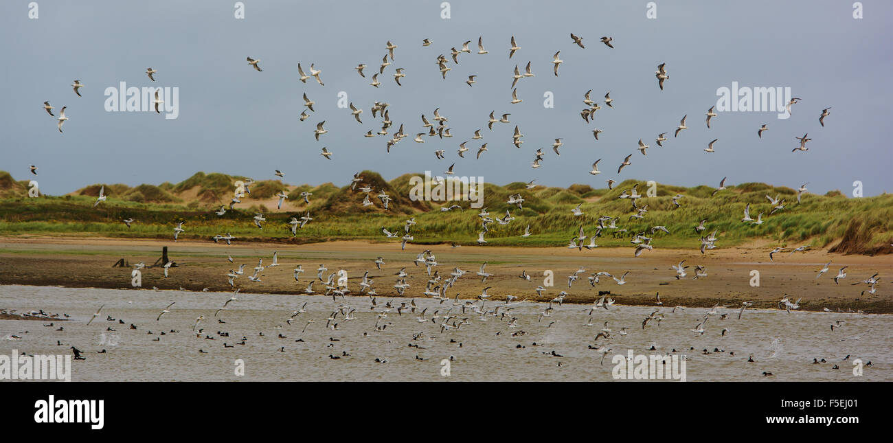 Flock of birds, Aberdeen, Scotland, United Kingdom Stock Photo