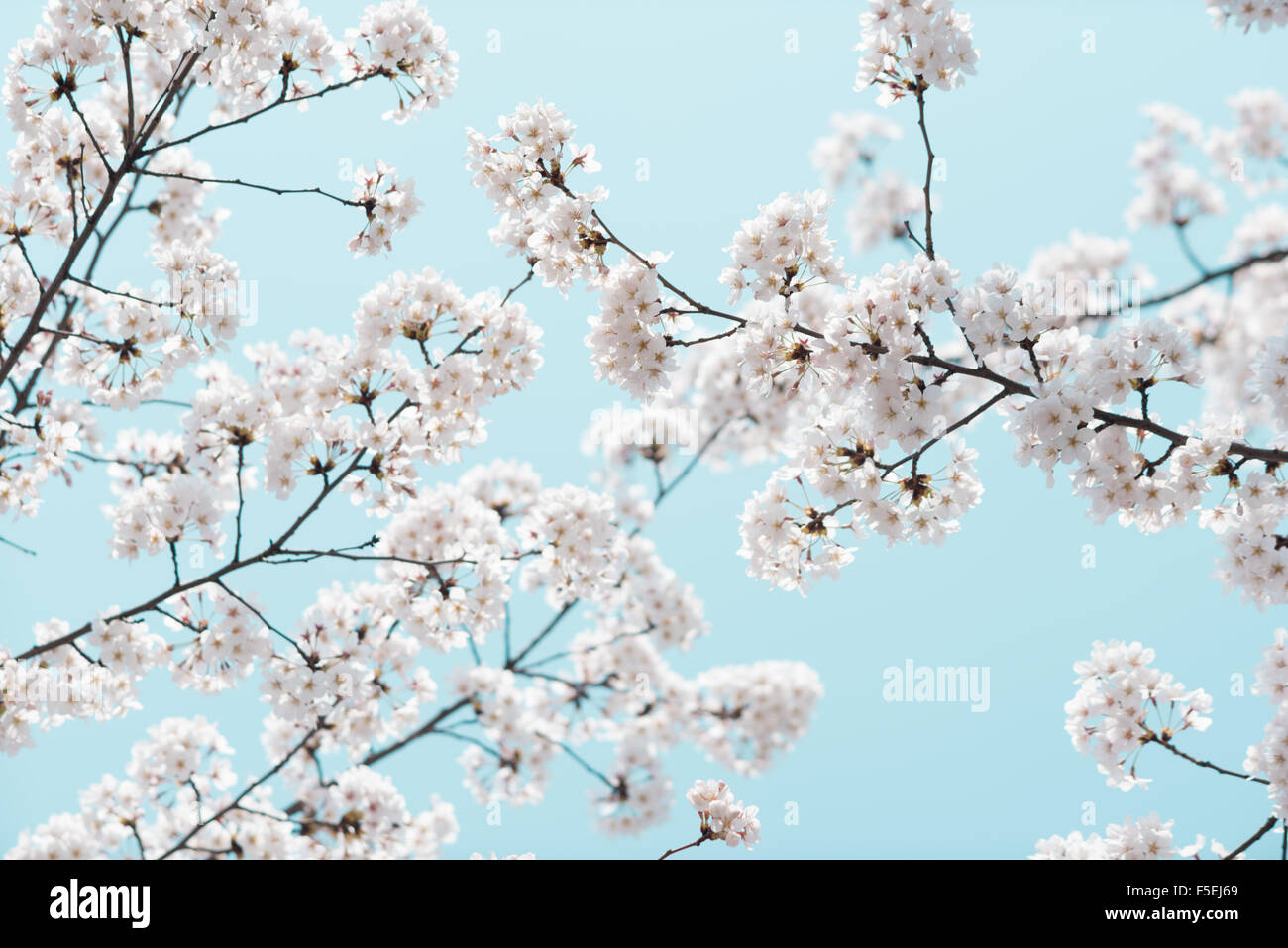 Cherry Blossom and Blue Sky, Yeouido Park, Seoul, South Korea Stock Photo