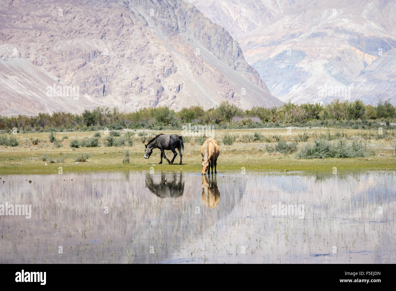 Hores on pond at Ladakh, India Stock Photo