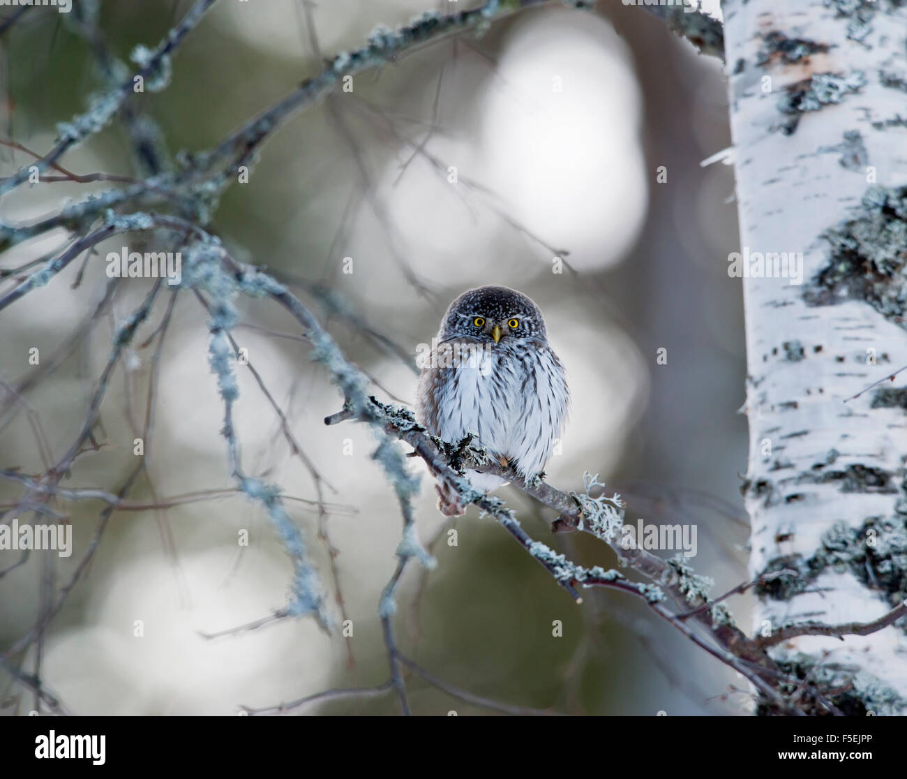 Sparrow owl hires stock photography and images Alamy