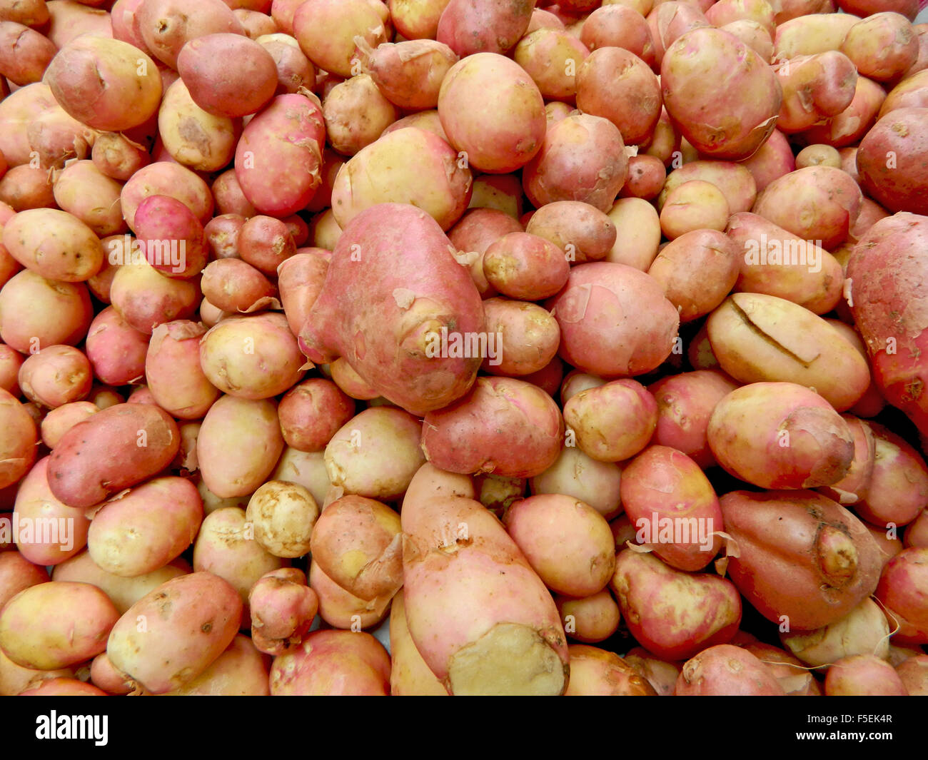 Young and fresh potatoes put forward to the market for sale. Stock Photo
