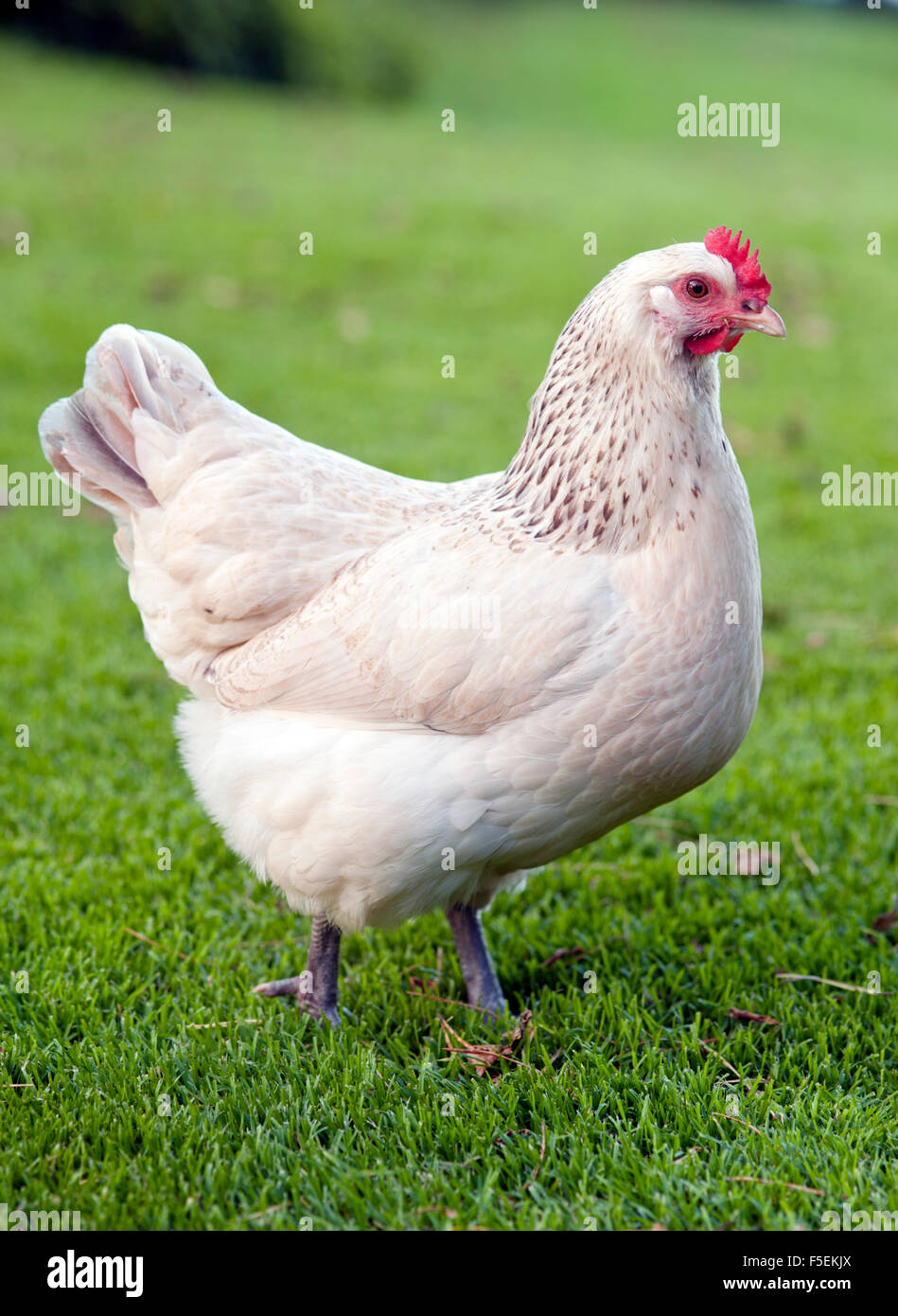 Hen Stock Photo