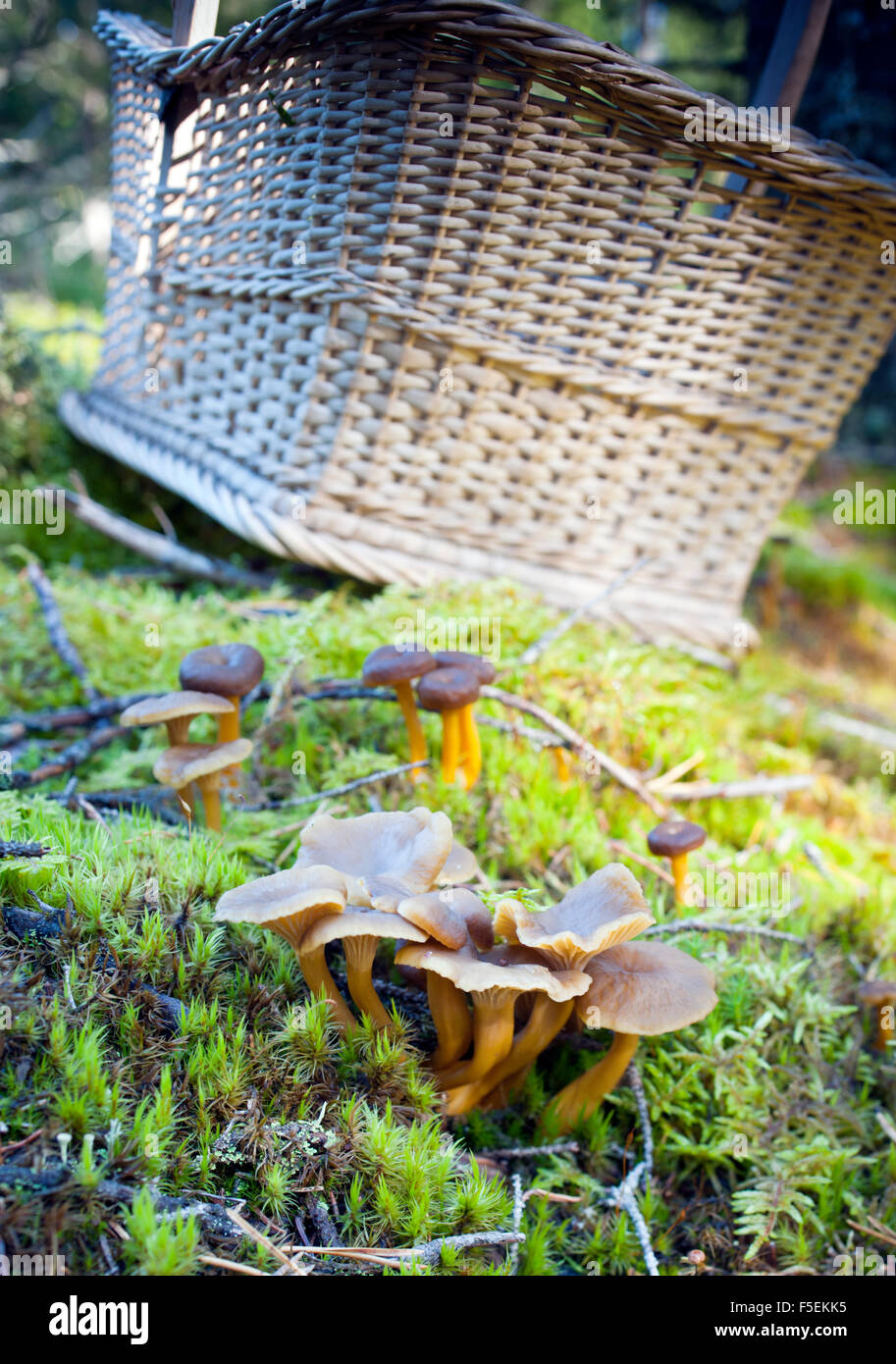 Funnel chanterelle Stock Photo