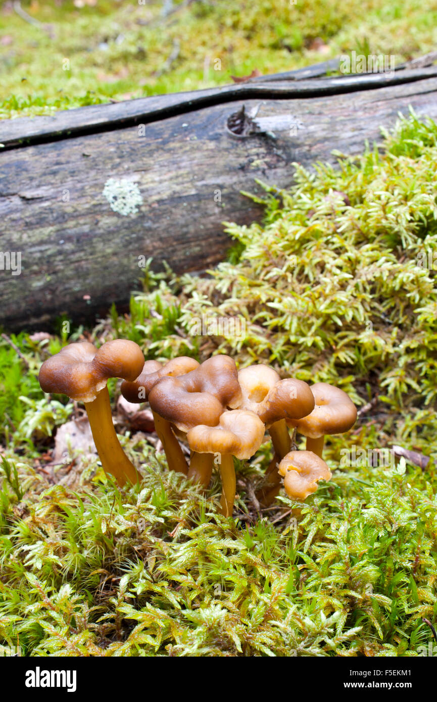 Funnel chanterelle Stock Photo