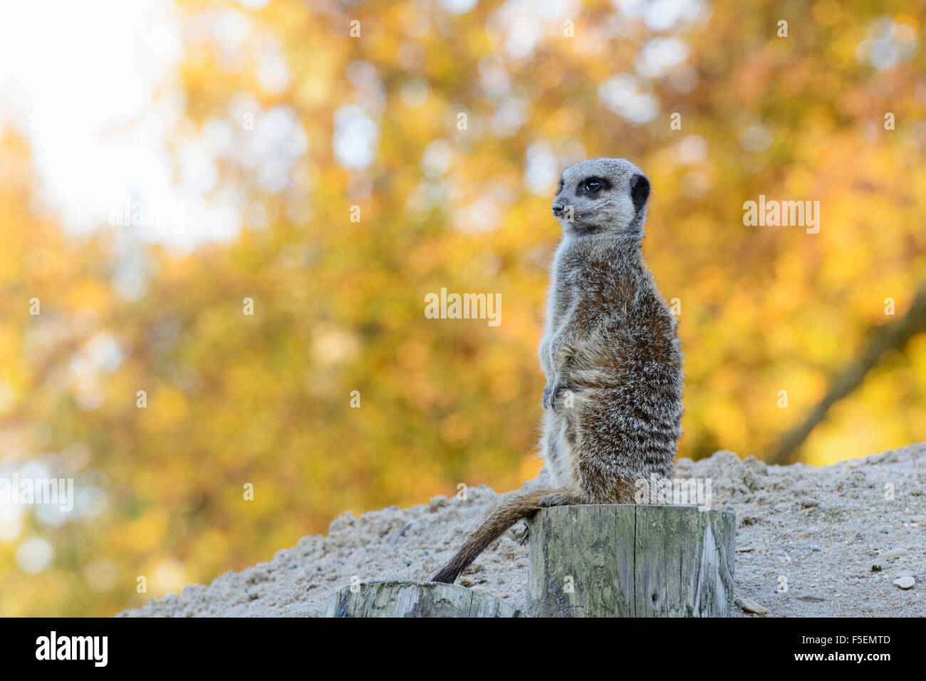 A lone meerkat 'suricata suricatta' looks out for predators while on guard duty at Longleat Safari Park, Wiltshire, England, UK Stock Photo