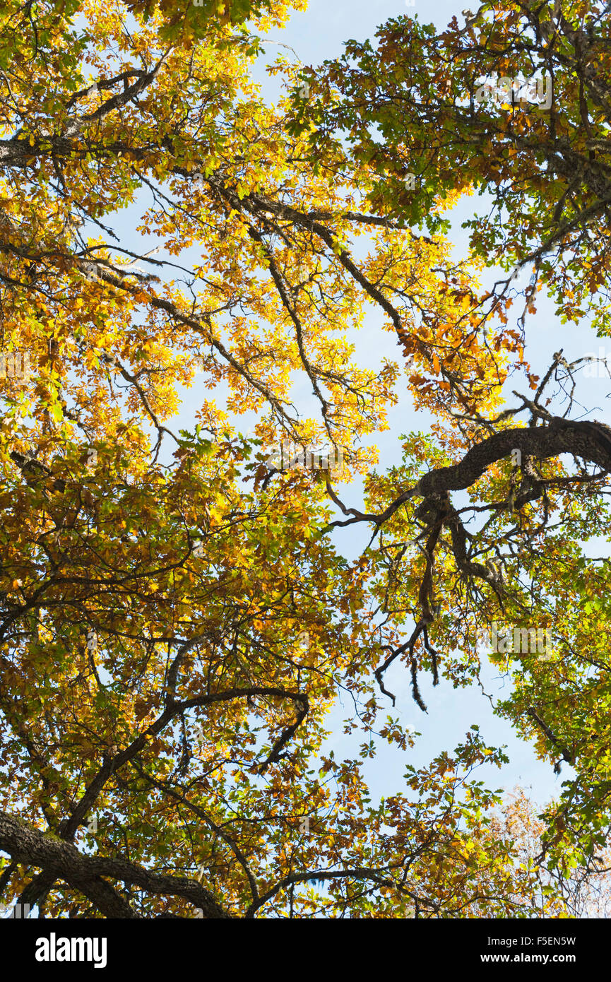 Canopy of colors hi-res stock photography and images - Alamy