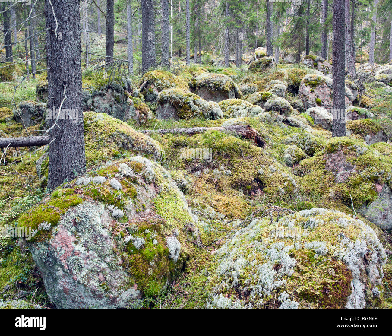 Forest interior, Varmland Sweden Stock Photo
