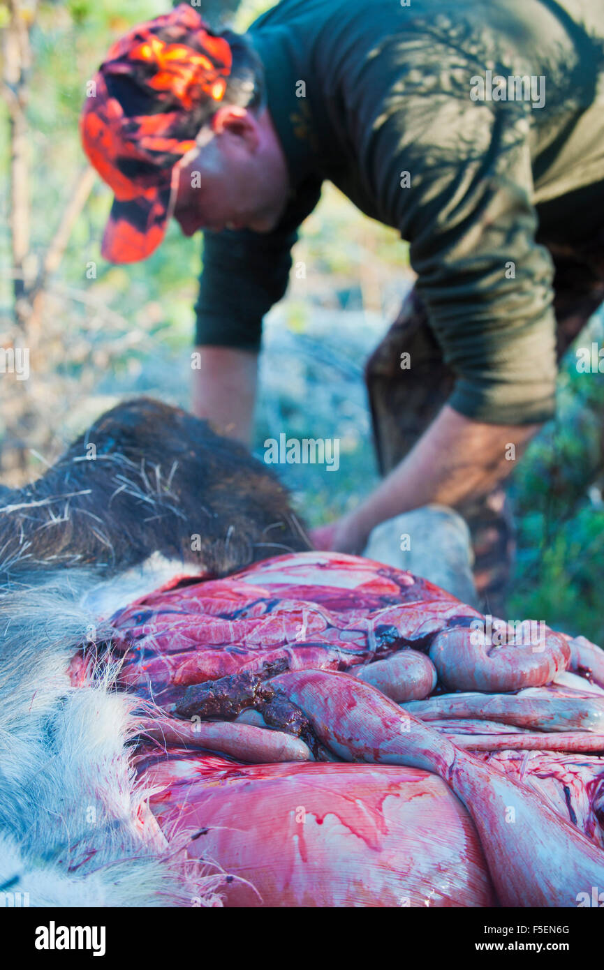 Moose-hunting Stock Photo