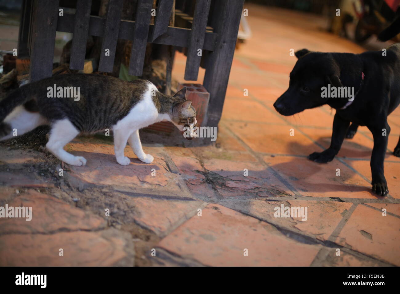 Cat defending catch against dog Stock Photo