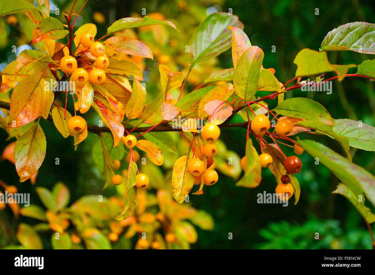 Cut-leaf Crabapple, Malus transitoria. Berries on tree at the Autumn. Germany Stock Photo