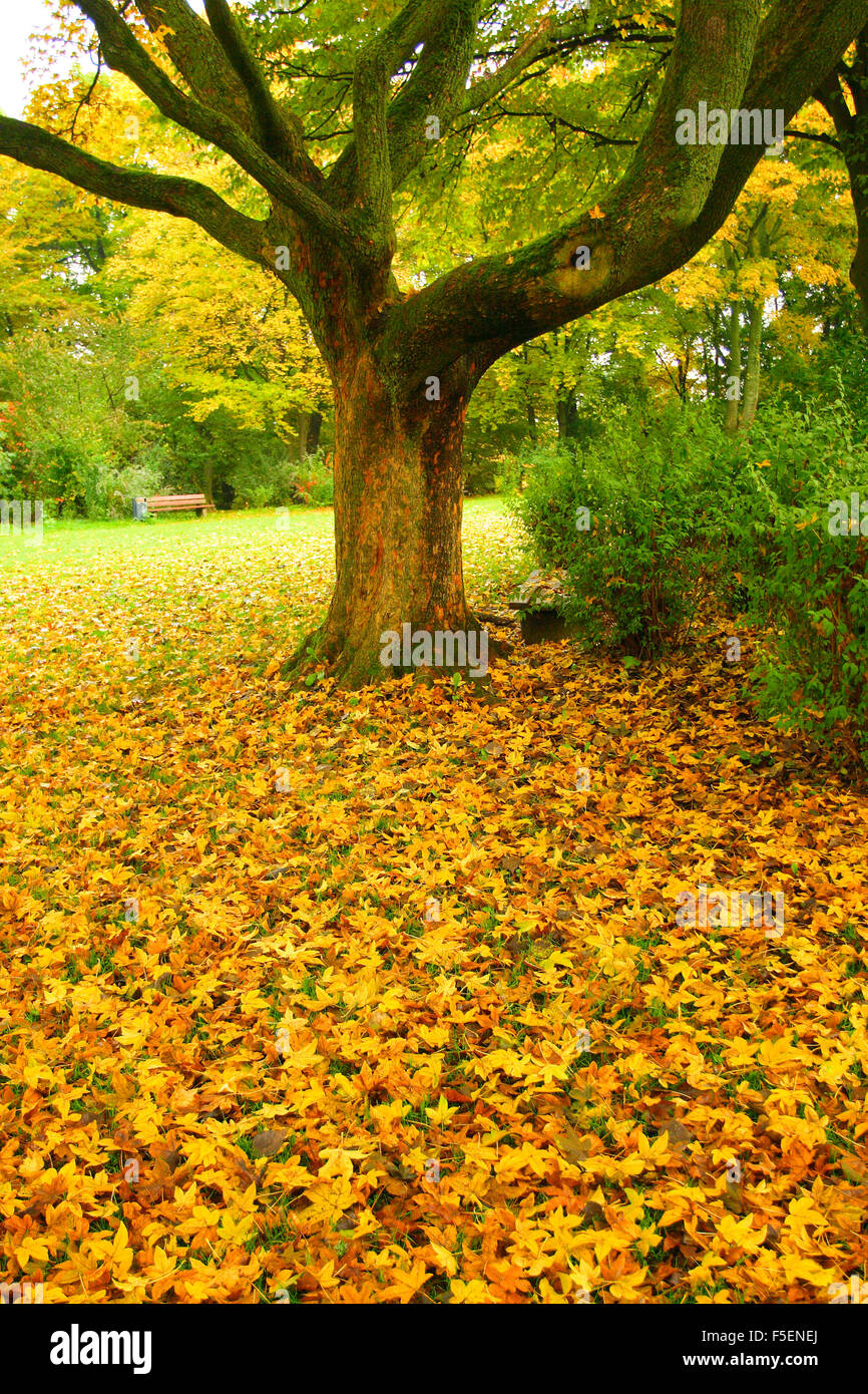 Sycamore Maple Tree, Acer pseudoplatanus. Leaves on ground. Autumn Stock Photo