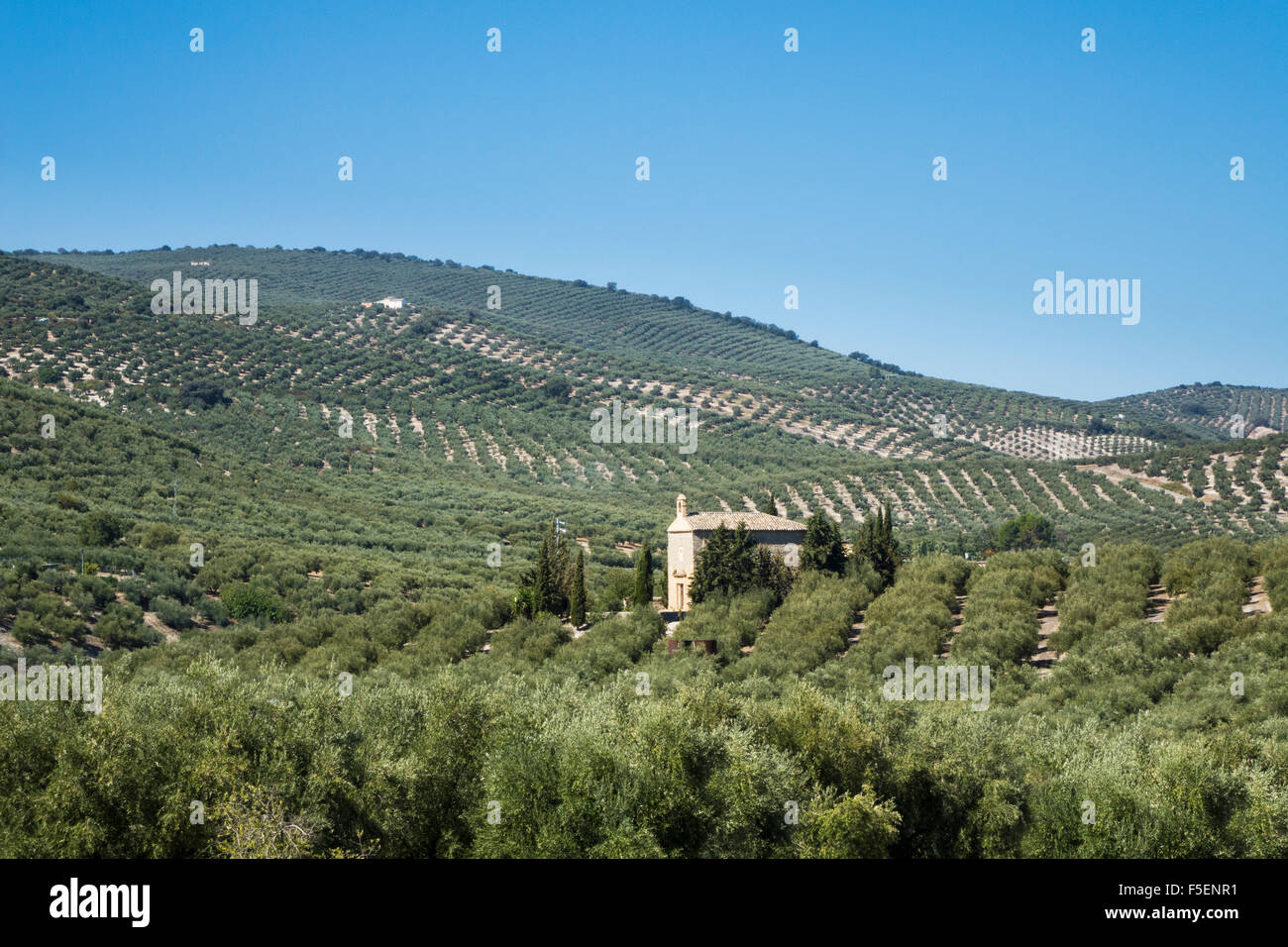 Olive trees on hills and mountain sides in Andalucia in Southern Spain Stock Photo