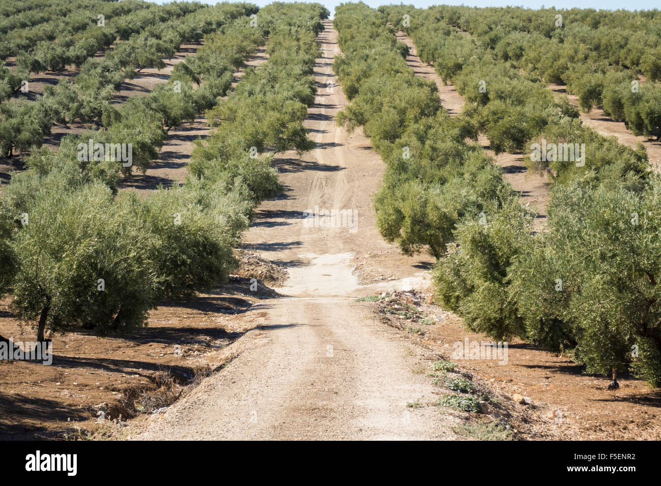 Olive trees in rows in Andalucia in Spain, Europe Stock Photo