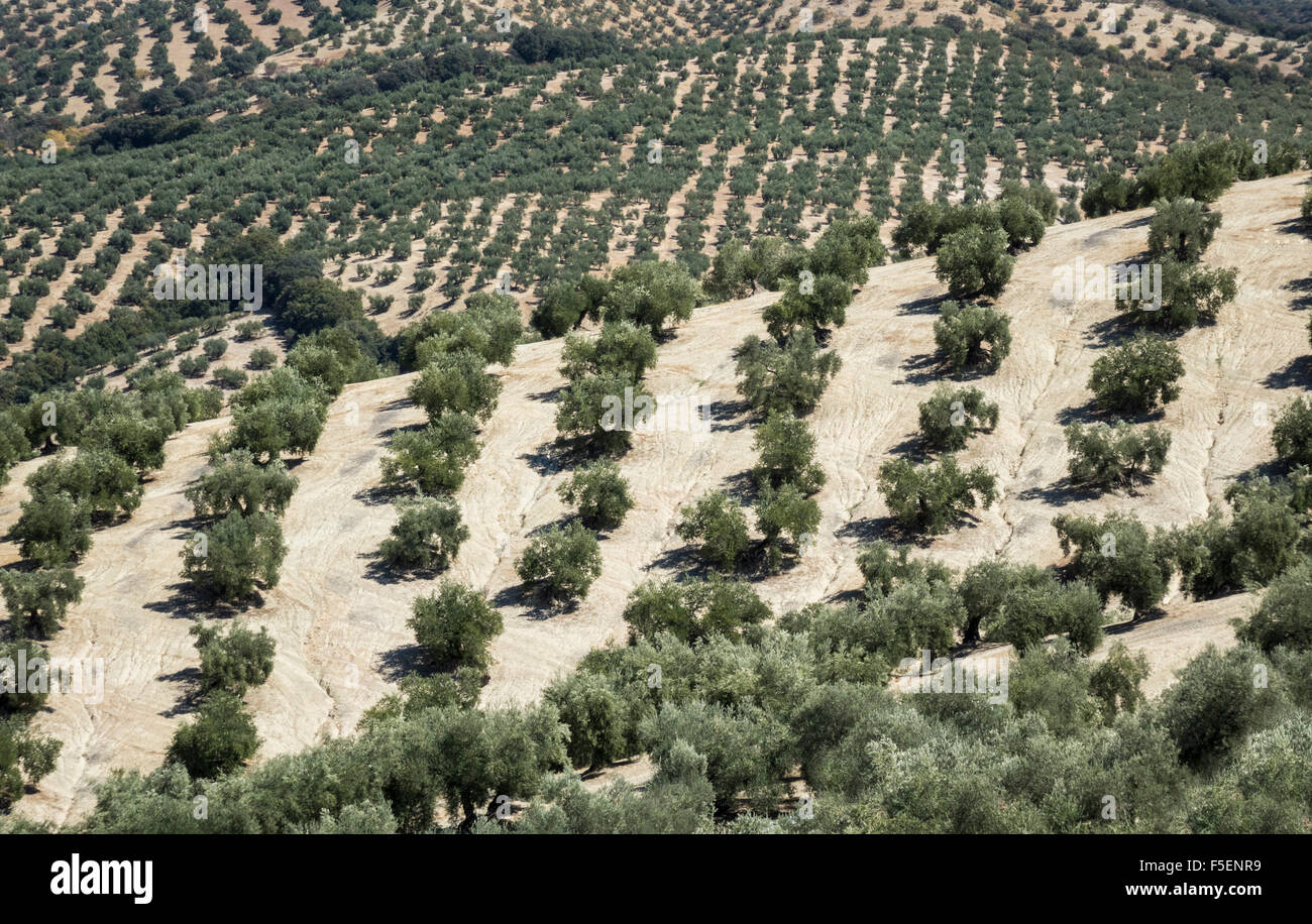 Olive trees in rows  in Andalucia in Southern Spain, Europe Stock Photo