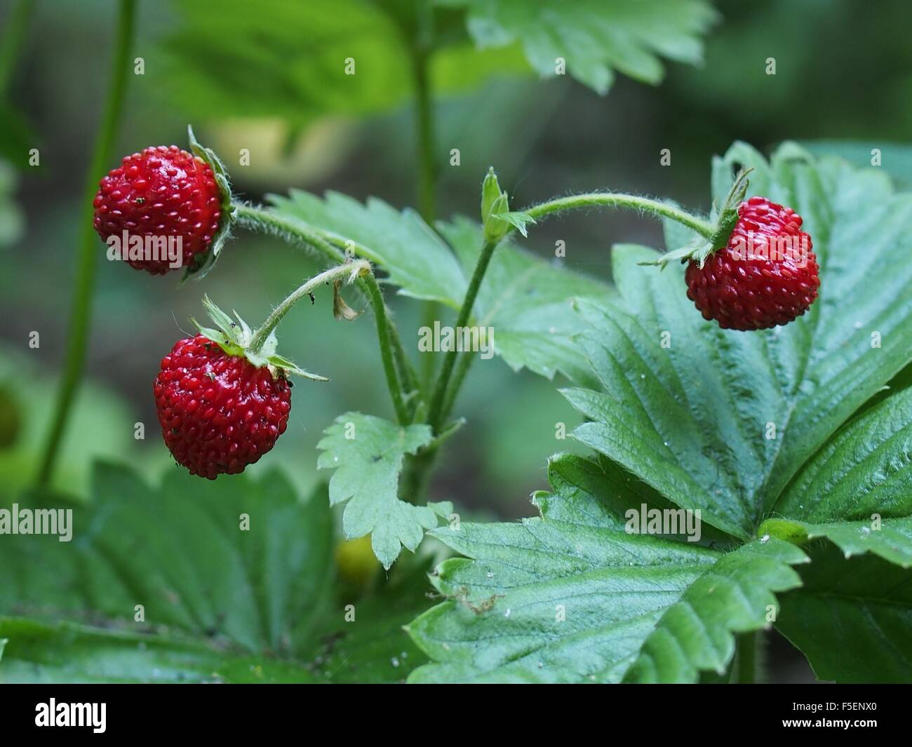 wild strawberry with red fruit  fragaria vesca Stock Photo