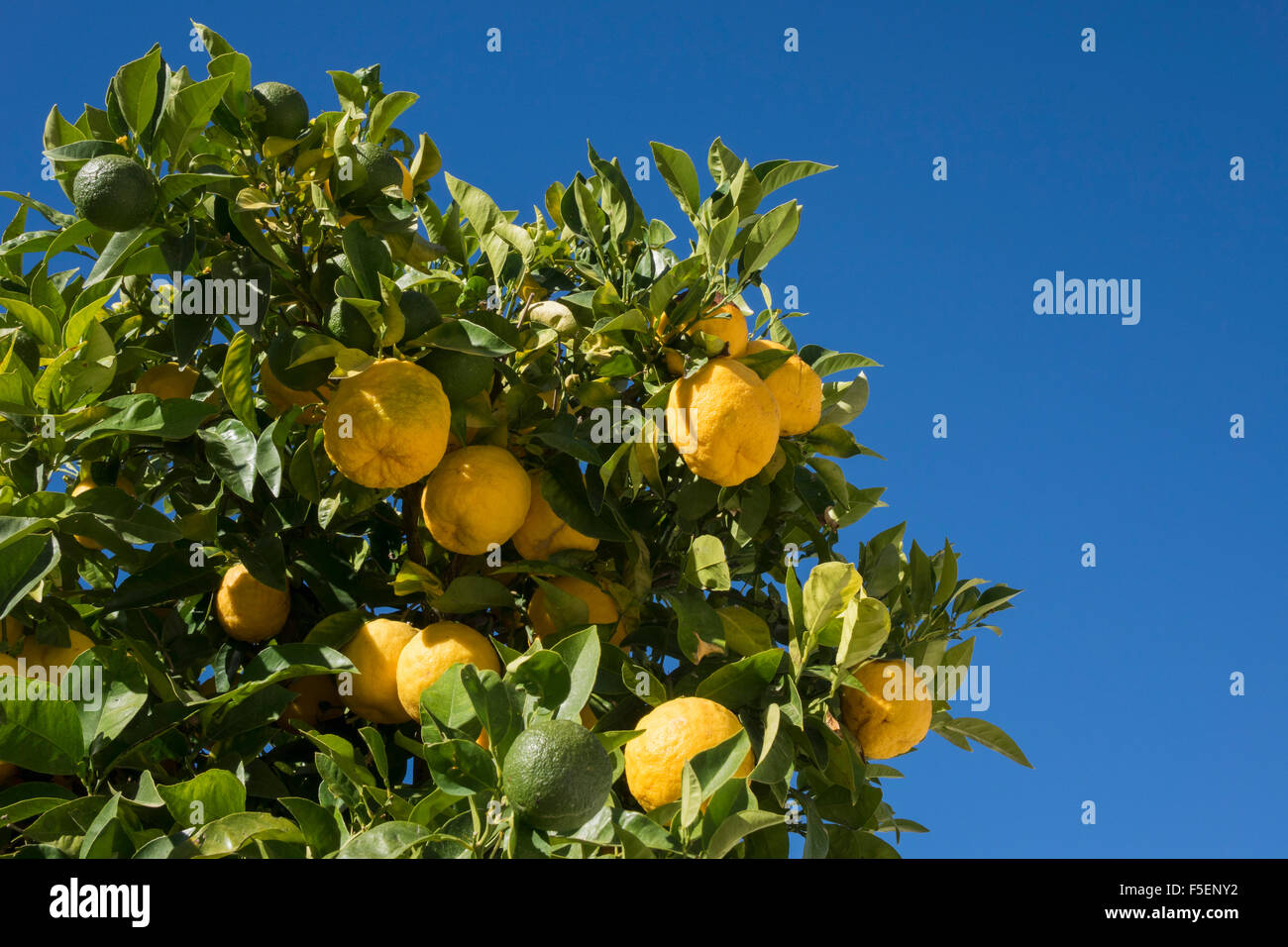 Hybrid fruit tree growing both oranges and lemons on the same branch Stock Photo