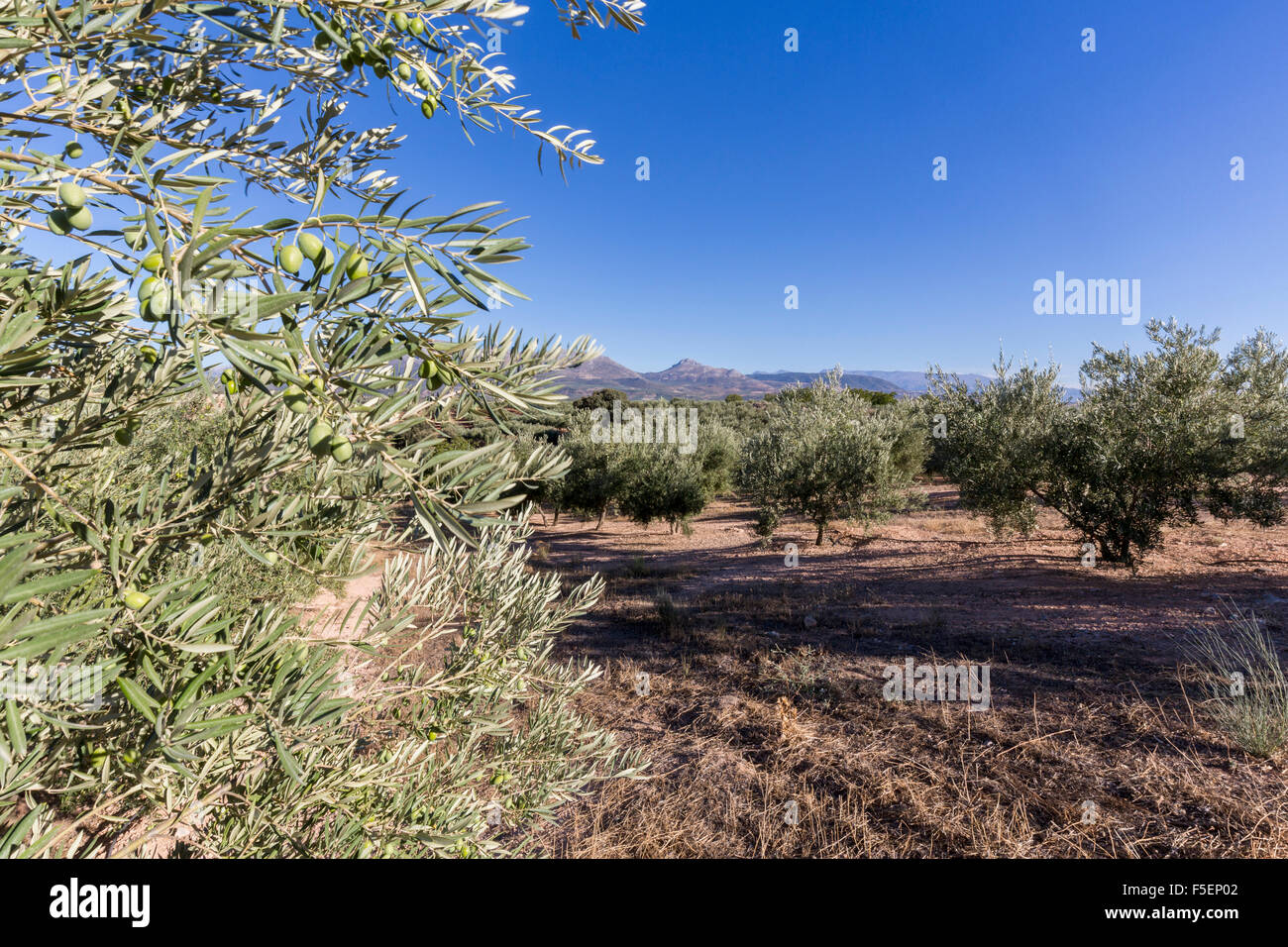 Olive trees in rows reaching to the far distance on hills and mountain sides in Andalucia in Southern Spain Stock Photo