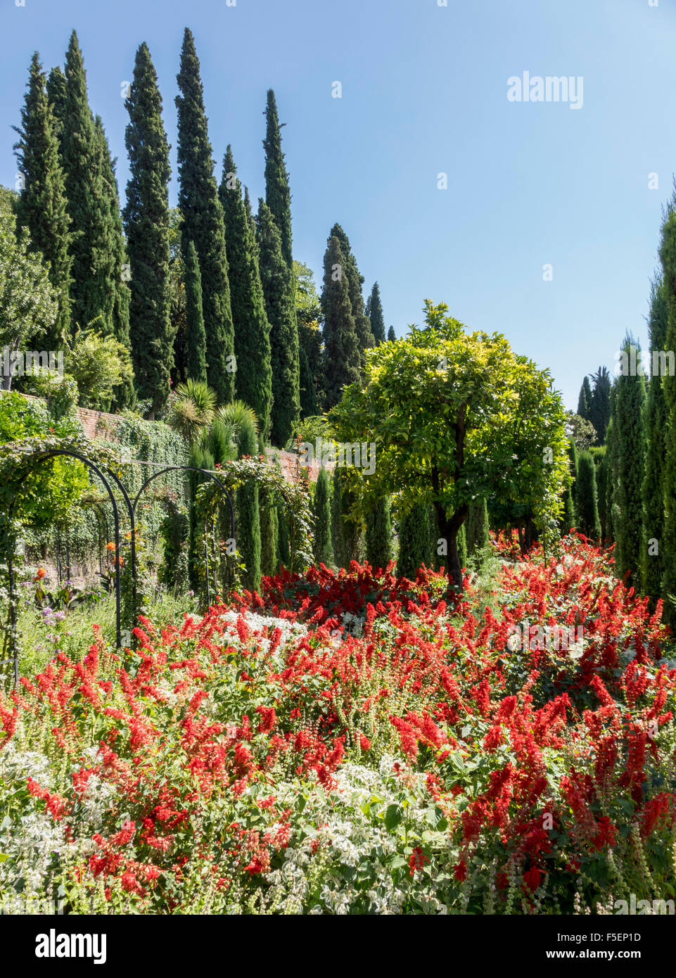 Gardens of Generalife Palace in Alhambra in ancient city of Granada in Andalucia, Spain, Europe Stock Photo