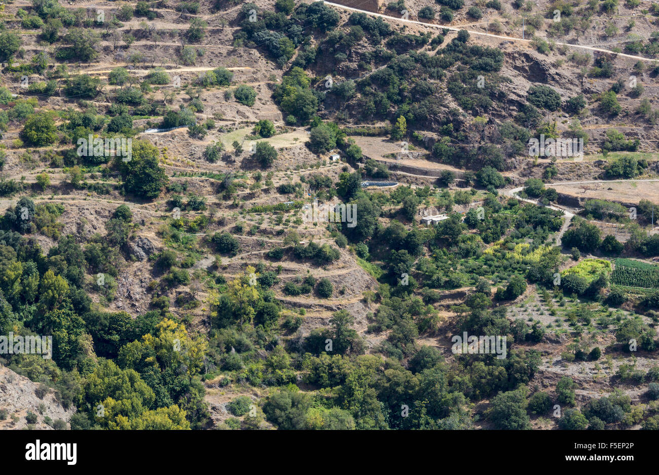 Terraced fields of olive trees below Bayarcal in Sierra Nevada mountains in Andalucia, Spain Stock Photo