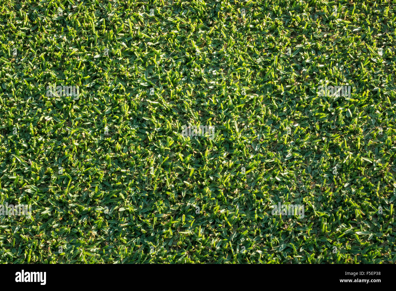 Green grass - overhead view close up Stock Photo