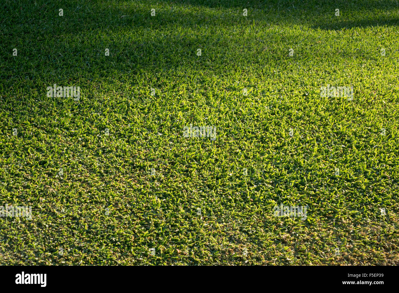 Green grass of a lawn freshly mown Stock Photo