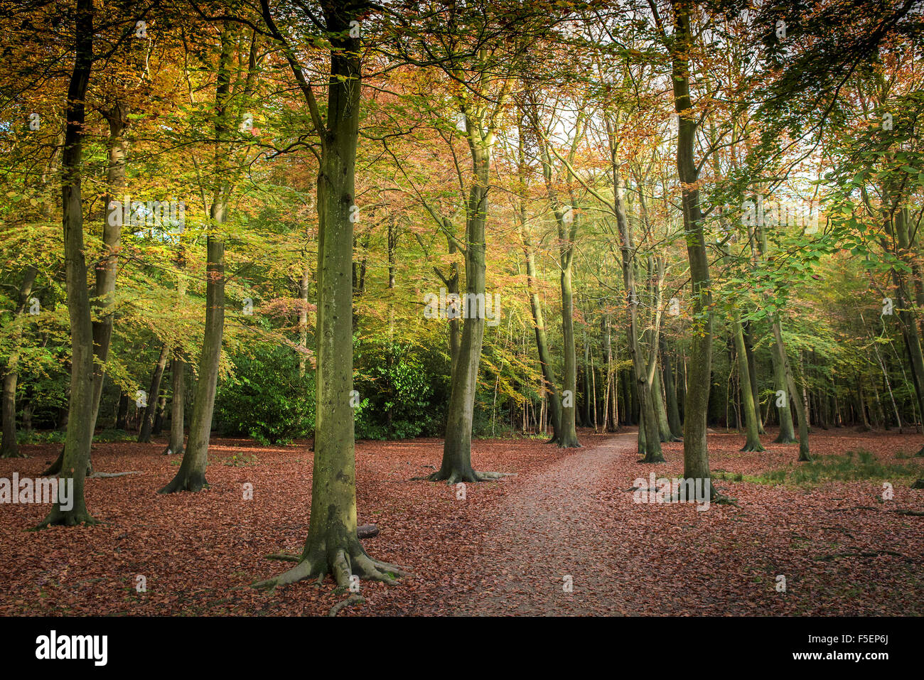 An autumnal woodland in Essex, England, United Kingdom. Stock Photo