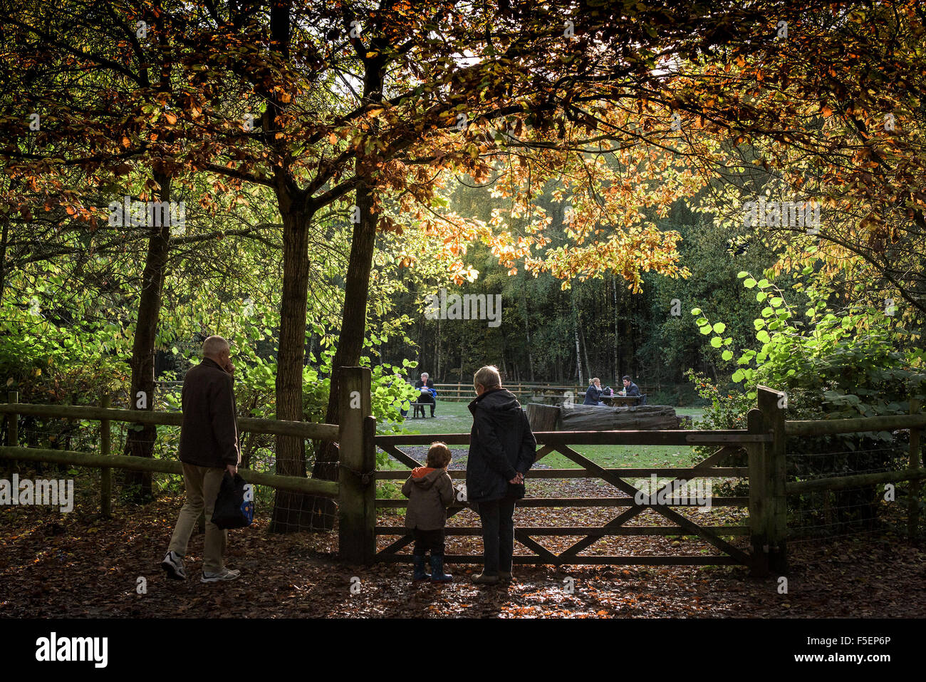 An autumnal woodland in Essex, England, United Kingdom. Stock Photo