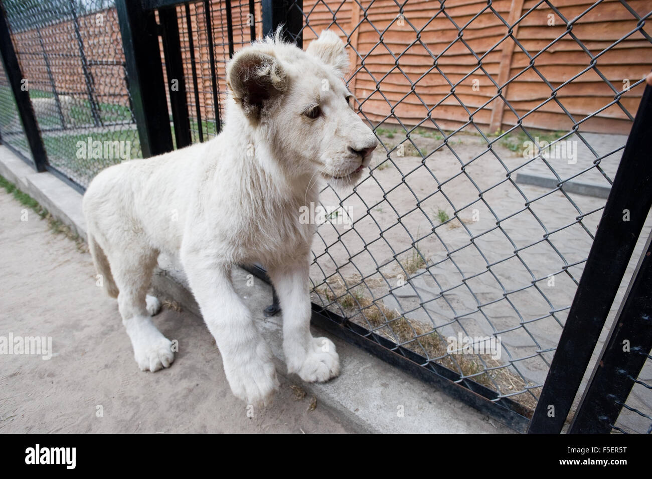 A 8-month-old white lion pictured at ZOO enclosure Stock Photo
