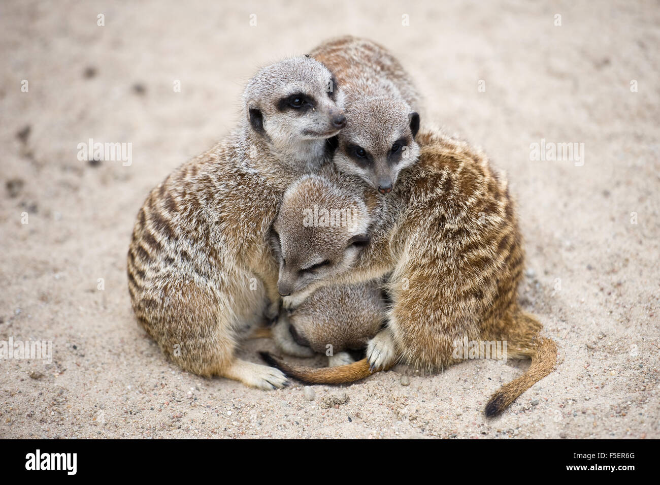 Meerkats (Suricata suricatta) cuddling each other Stock Photo - Alamy