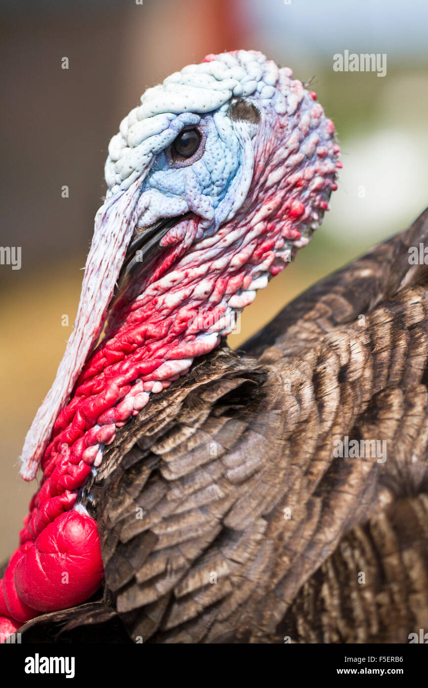 Live male turkey on a small holding head shot, portrait orientation