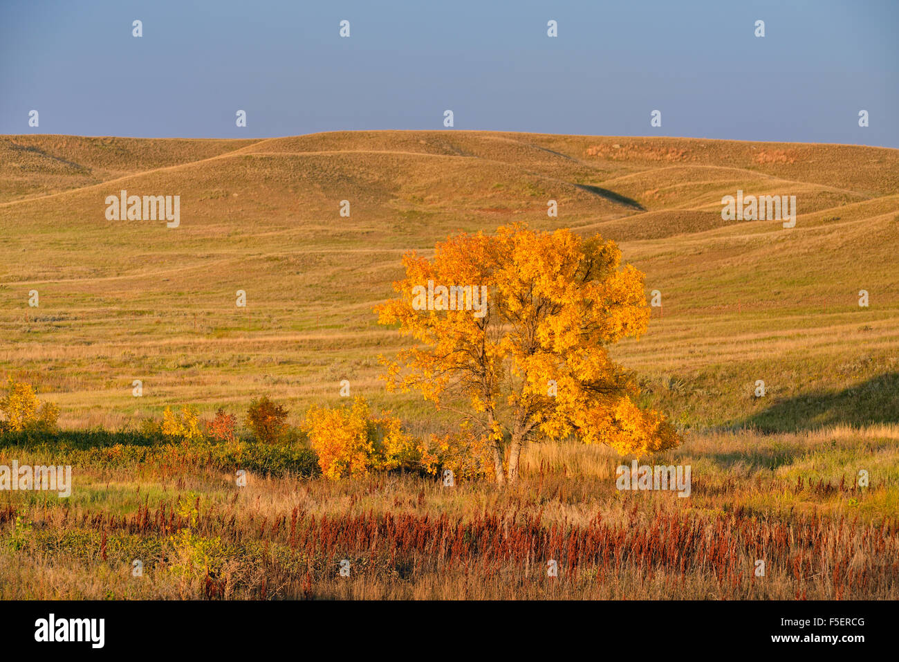 Green ash trees in the coulees in autumn colour, Glasgow, Montana, USA Stock Photo