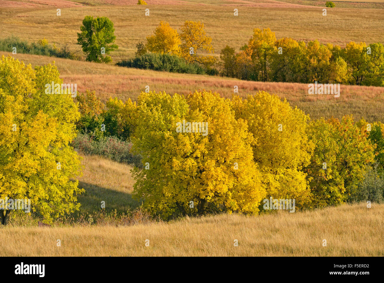 Green ash trees in the coulees in autumn colour, Fort Peck Indian Reservation, Montana, USA Stock Photo