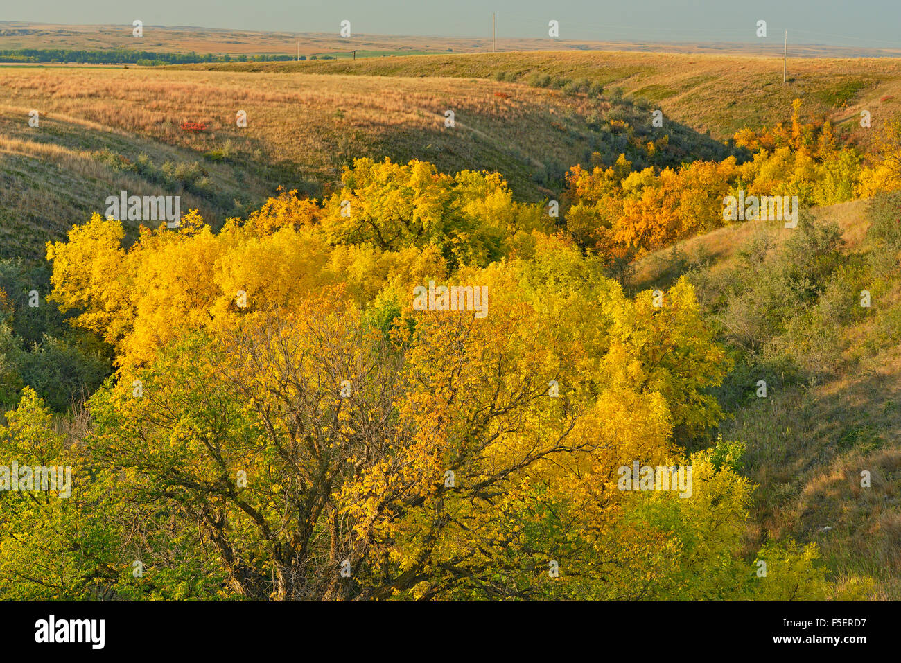 Green ash trees in the coulees in autumn colour, Fort Peck Indian Reservation, Montana, USA Stock Photo