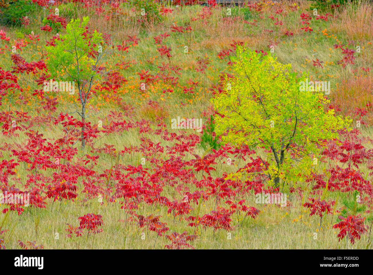 Autumn sumac and ash trees, Cass Lake, Minnesota, USA Stock Photo Alamy