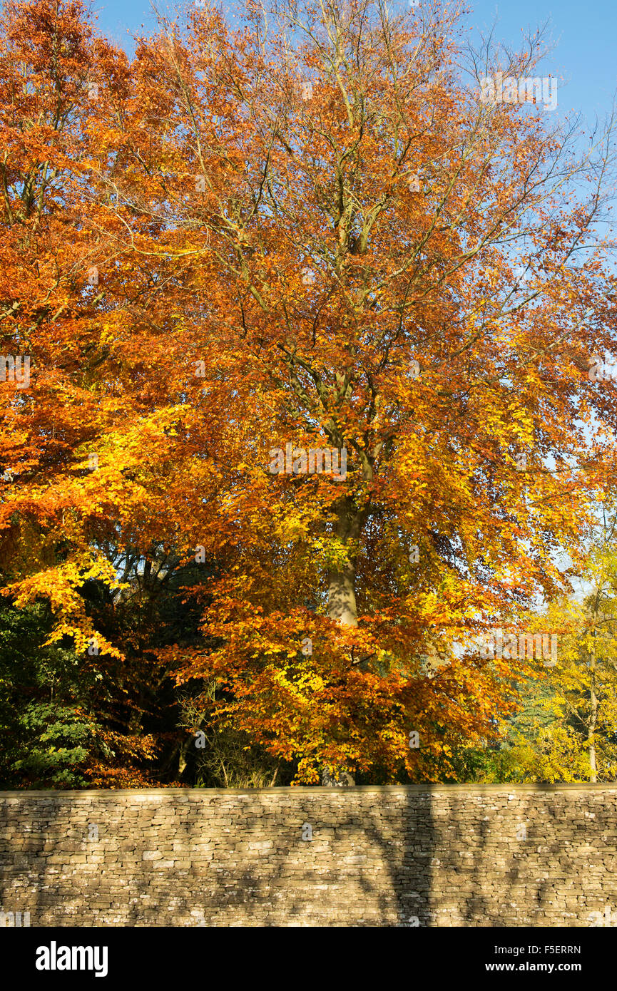 colourfulFagus sylvatica. Beech tree with autumn foilage in the cotswold countryside. Gloucestershire, England. Stock Photo