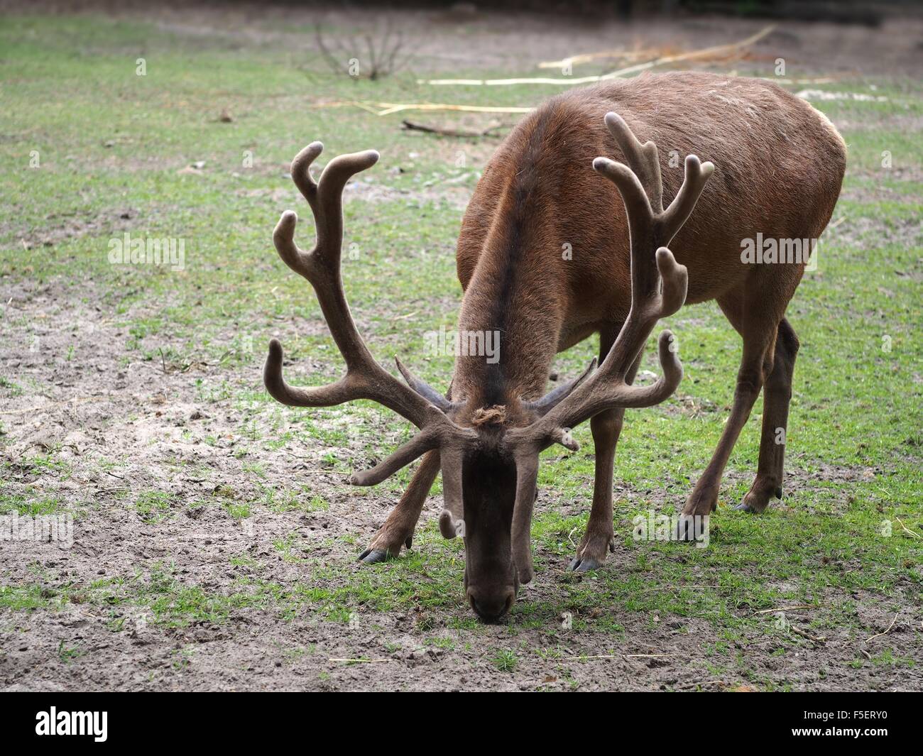 feeding deer on nature background Stock Photo - Alamy