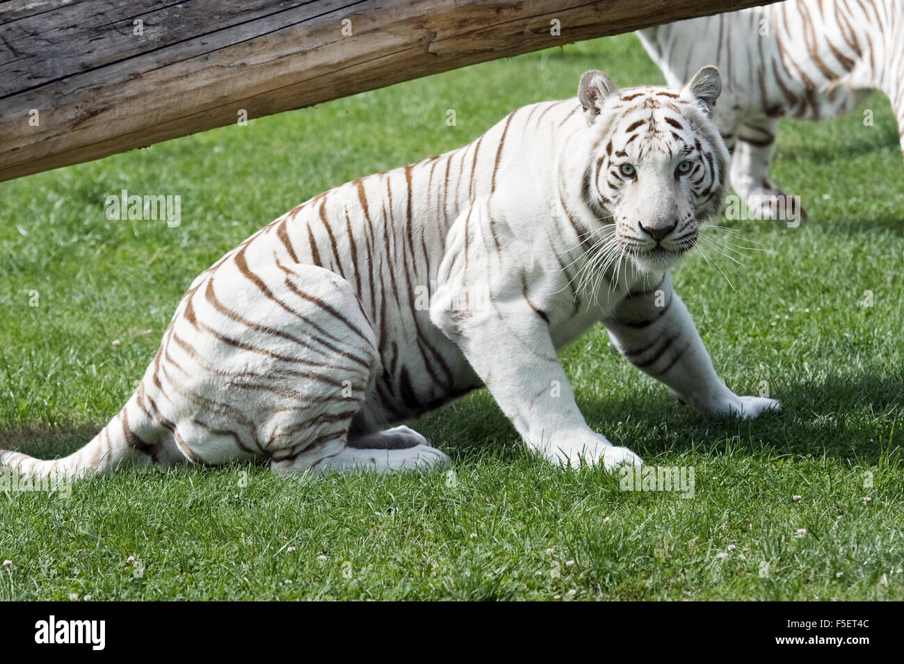 Male of white Bengal tiger Stock Photo