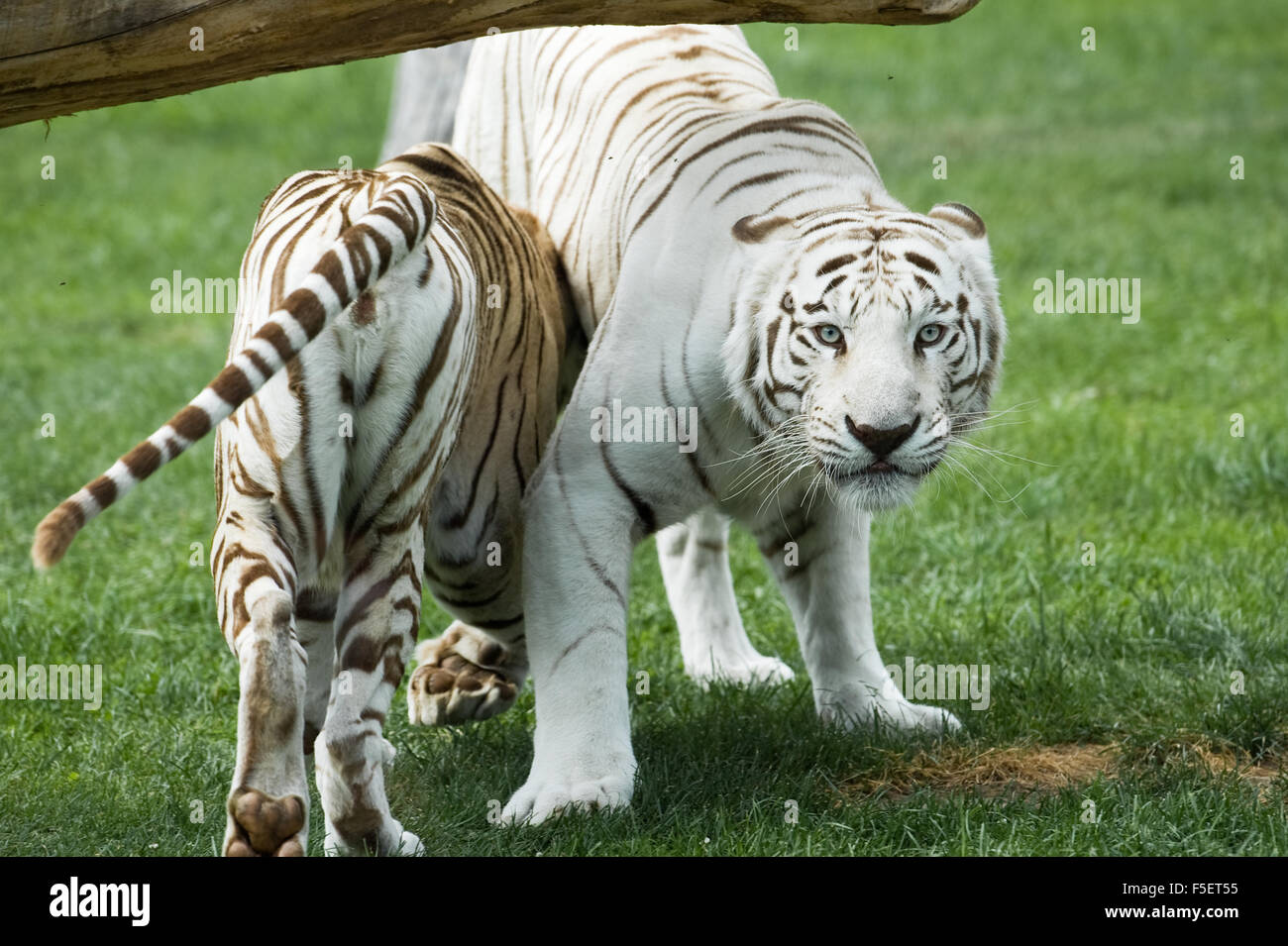Two white Bengal tigers Stock Photo