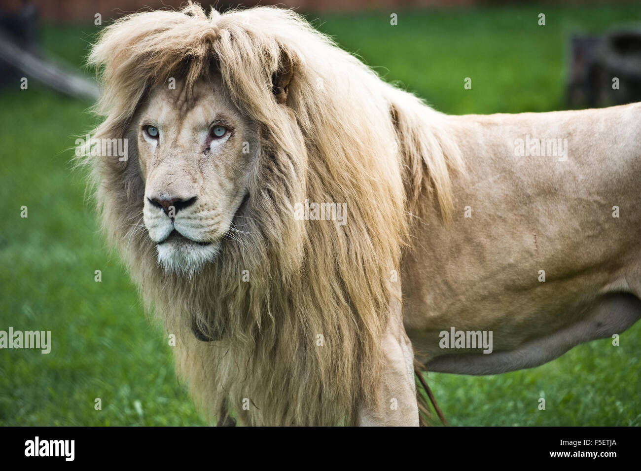 A 4-year-old white lion pictured at ZOO enclosure. Stock Photo