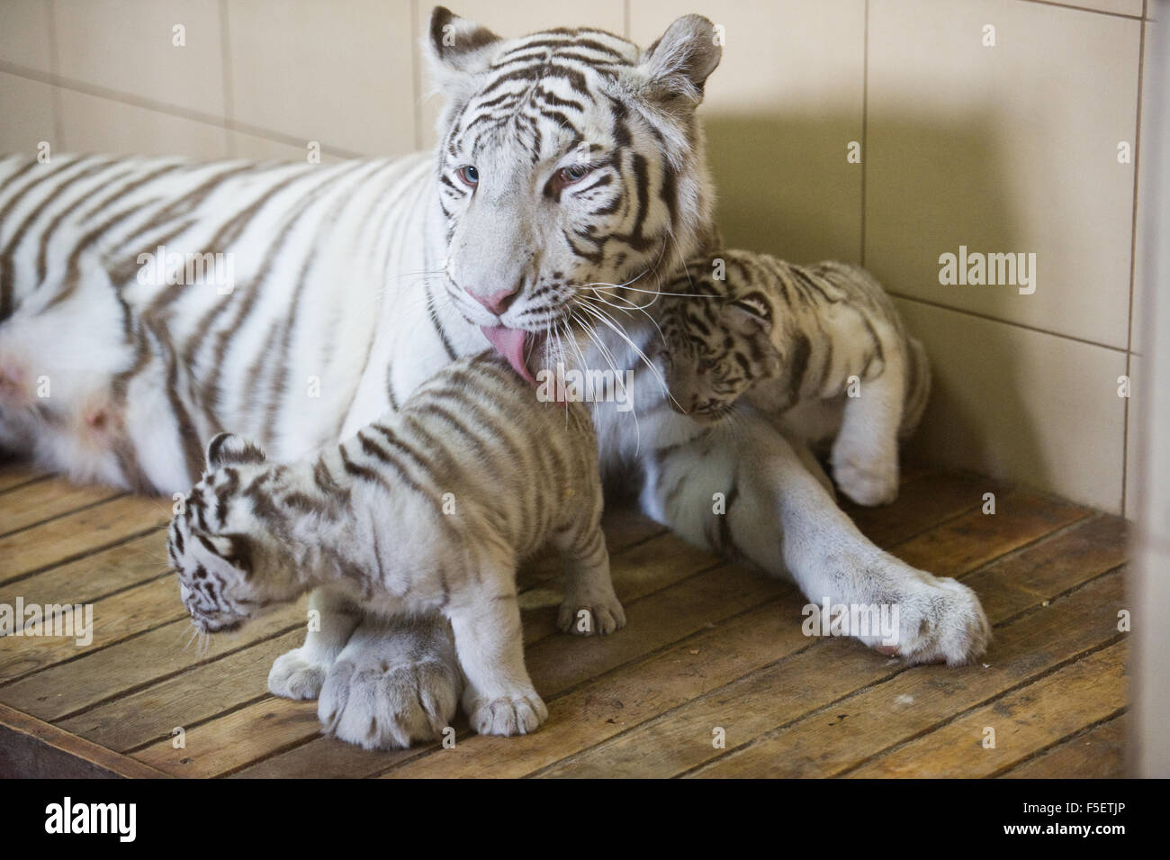 4-year-old female of white Bengal tiger carefully nurses her 2-month-old cubs in ZOO enclosure. Poland. Stock Photo