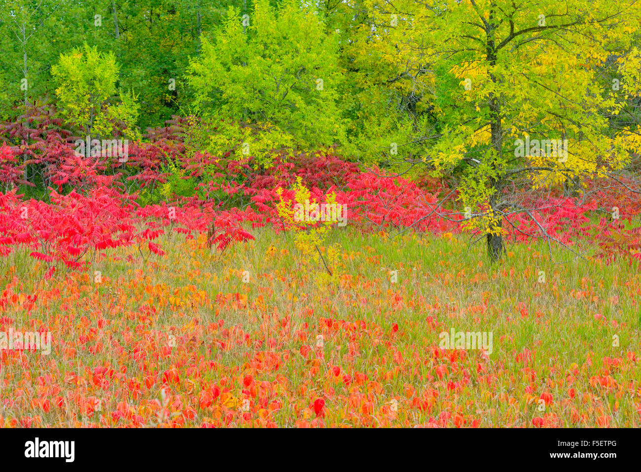 Autumn sumac with poison ivy and ash trees, Cass Lake, Minnesota, USA