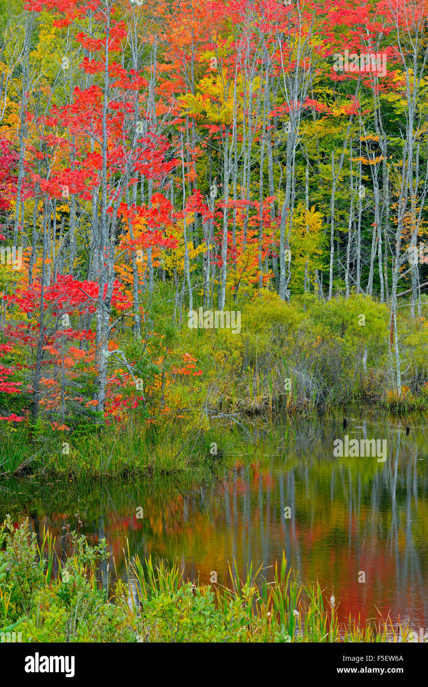 Autumn foliage in a wetland, Au Train, Michigan, USA Stock Photo Alamy