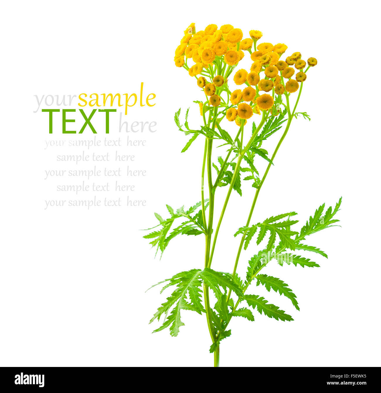 Herb tansy isolated on white. Plant with flowers closeup. Stock Photo