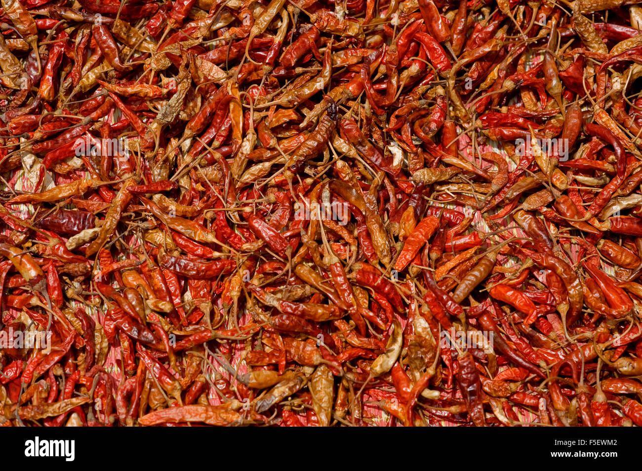 Pattern of sun dried chili peppers. Stock Photo