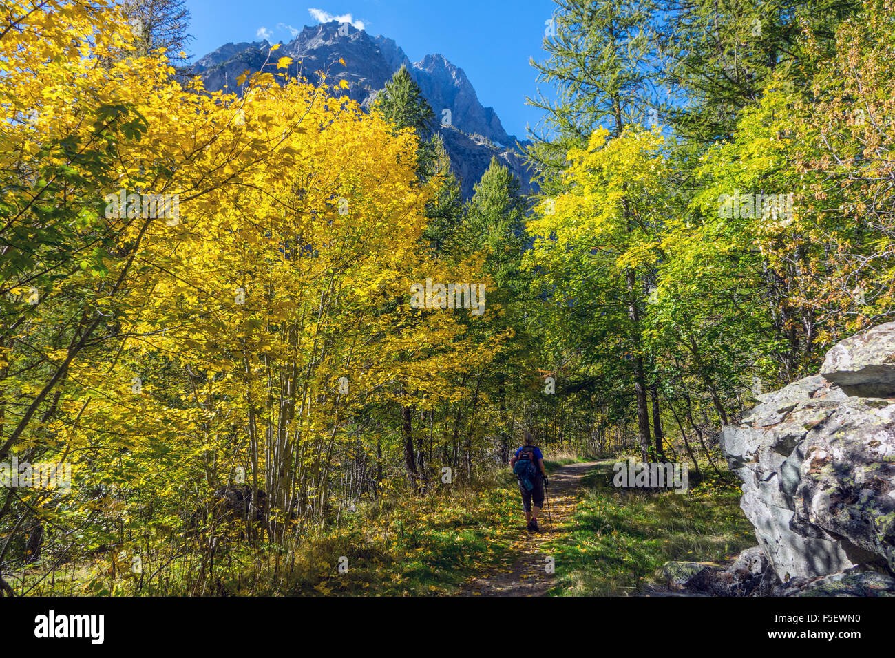 Walker on path under autumn trees in mountains in Ailefroide France Stock Photo