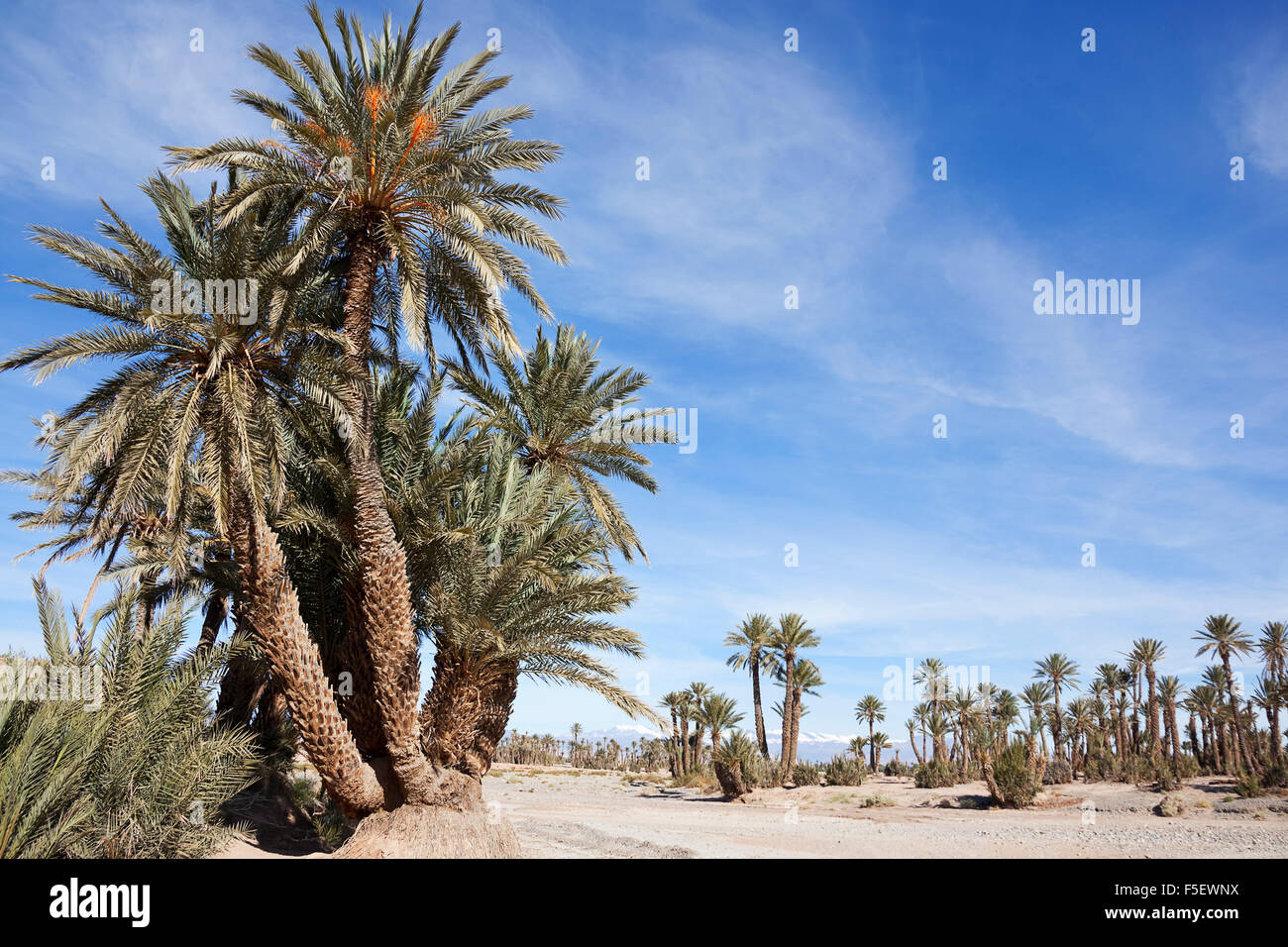 Oasis of date palms (Phoenix dactylifera). Stock Photo