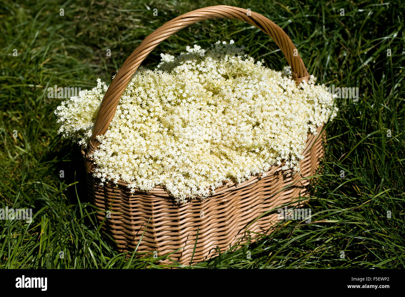 Flowers of elderberry (Sambucus nigra) in wattled basket. Stock Photo