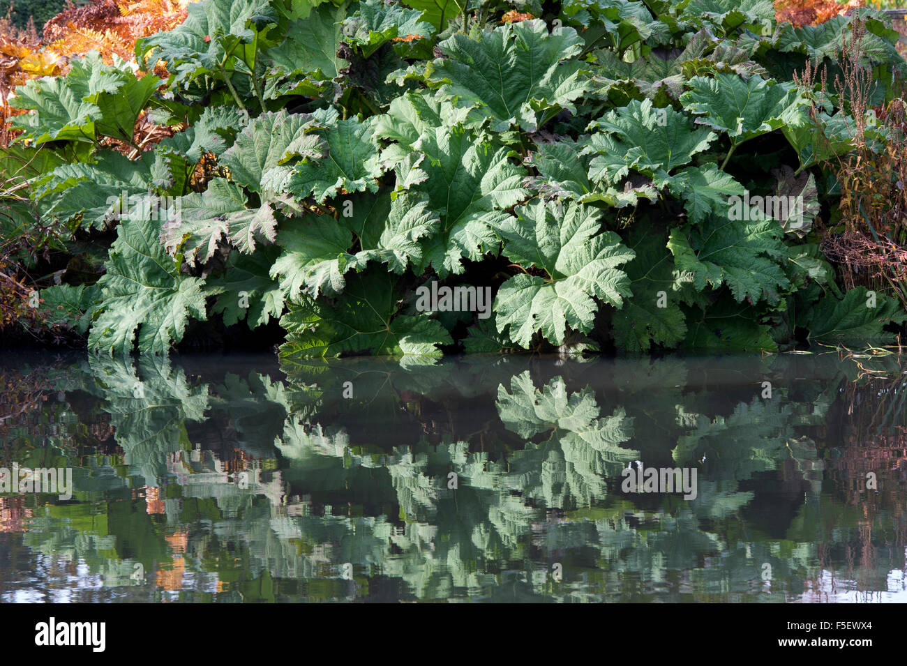 Gunnera Tinctoria, Giant rhubarb leaves in autumn reflecting in a pond at RHS Wisley Gardens, Surrey, England Stock Photo