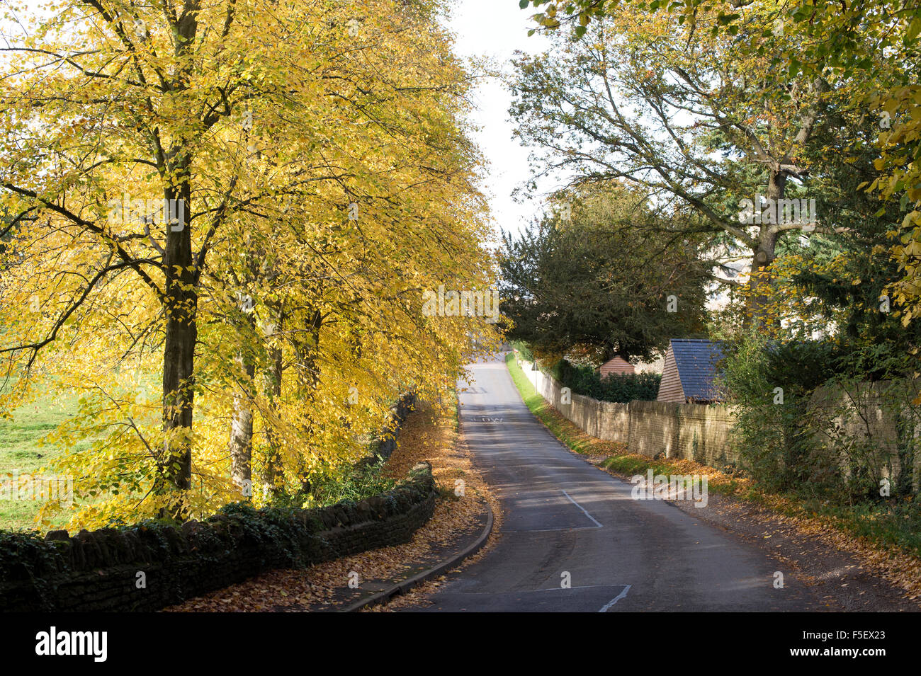 Hornbeam trees in autumn along a road in Northamptonshire, England Stock Photo